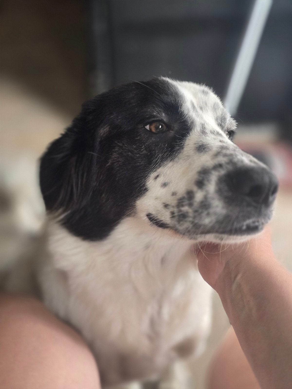 Luna ter adoptie, Dieren en Toebehoren, Particulier, 1 tot 2 jaar, Buitenland, Teef