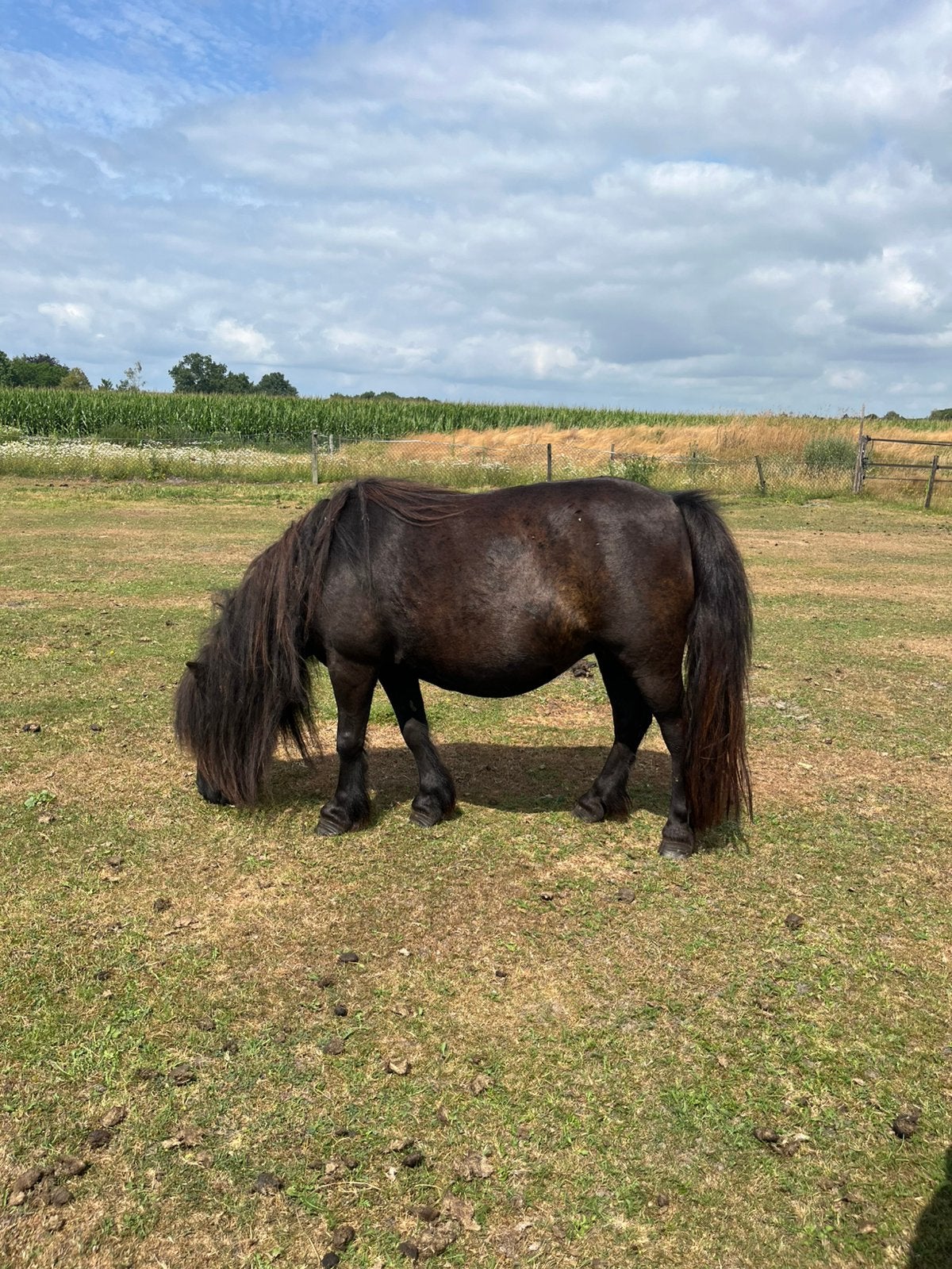 Zwarte shetland merrie 🤩, Dieren en Toebehoren, Pony's, Niet van toepassing, 0 tot 2 jaar, A pony (tot 1.17m), Recreatiepony