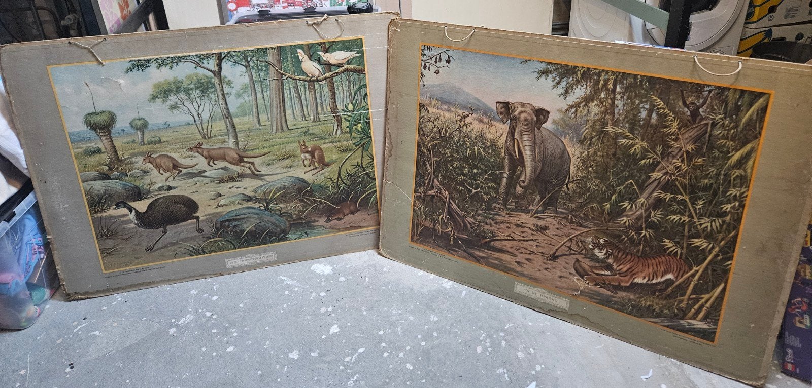 Vintage schoolplaten natuur en biologie, 2 zijden, Antiek en Kunst, Antiek | Schoolplaten, Ophalen, Natuur en Biologie