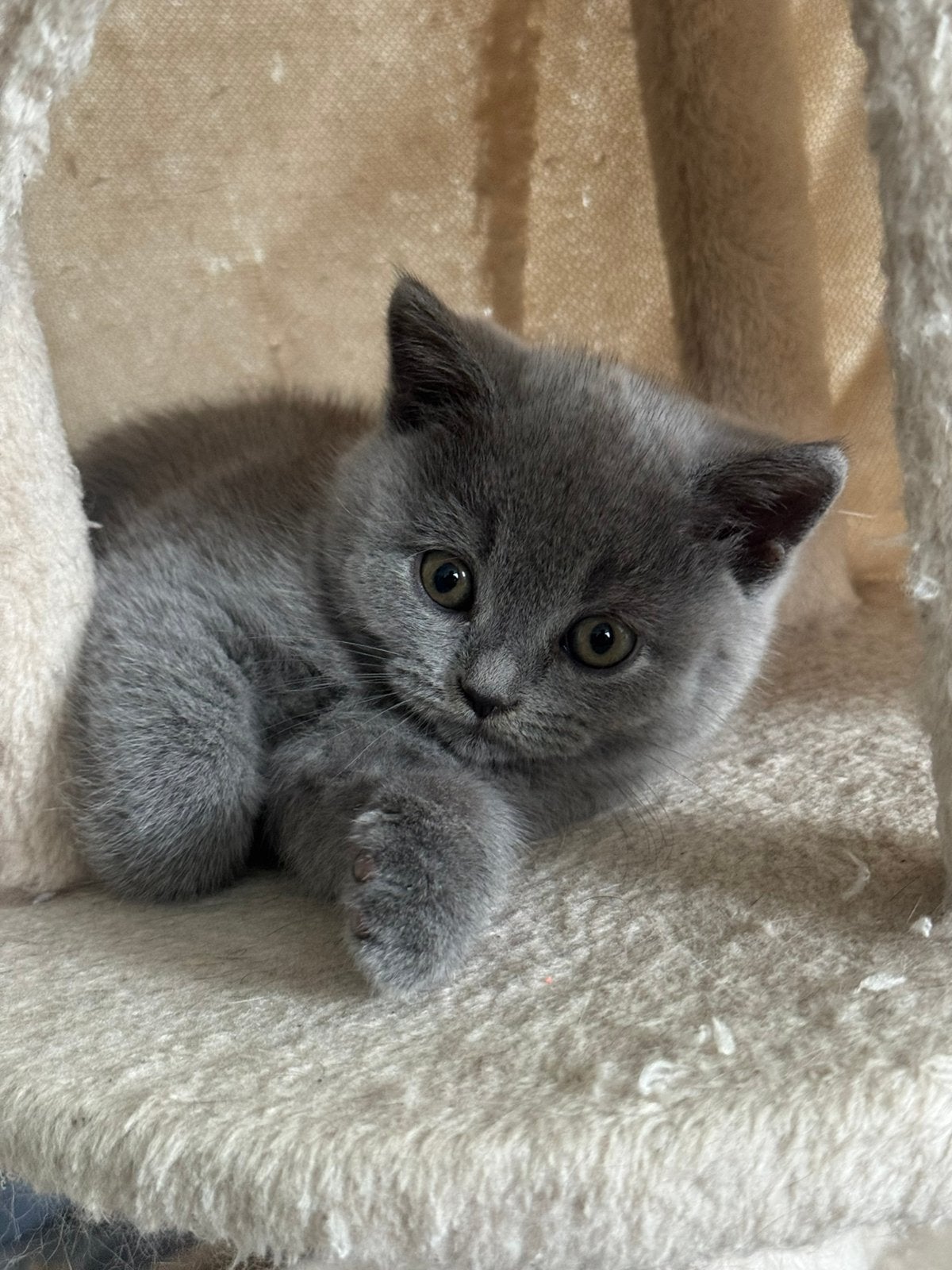 Britse korthaar kittens zoeken een nieuw nestje (per direct), Dieren en Toebehoren, Katten en Kittens | Raskatten | Korthaar, Meerdere dieren