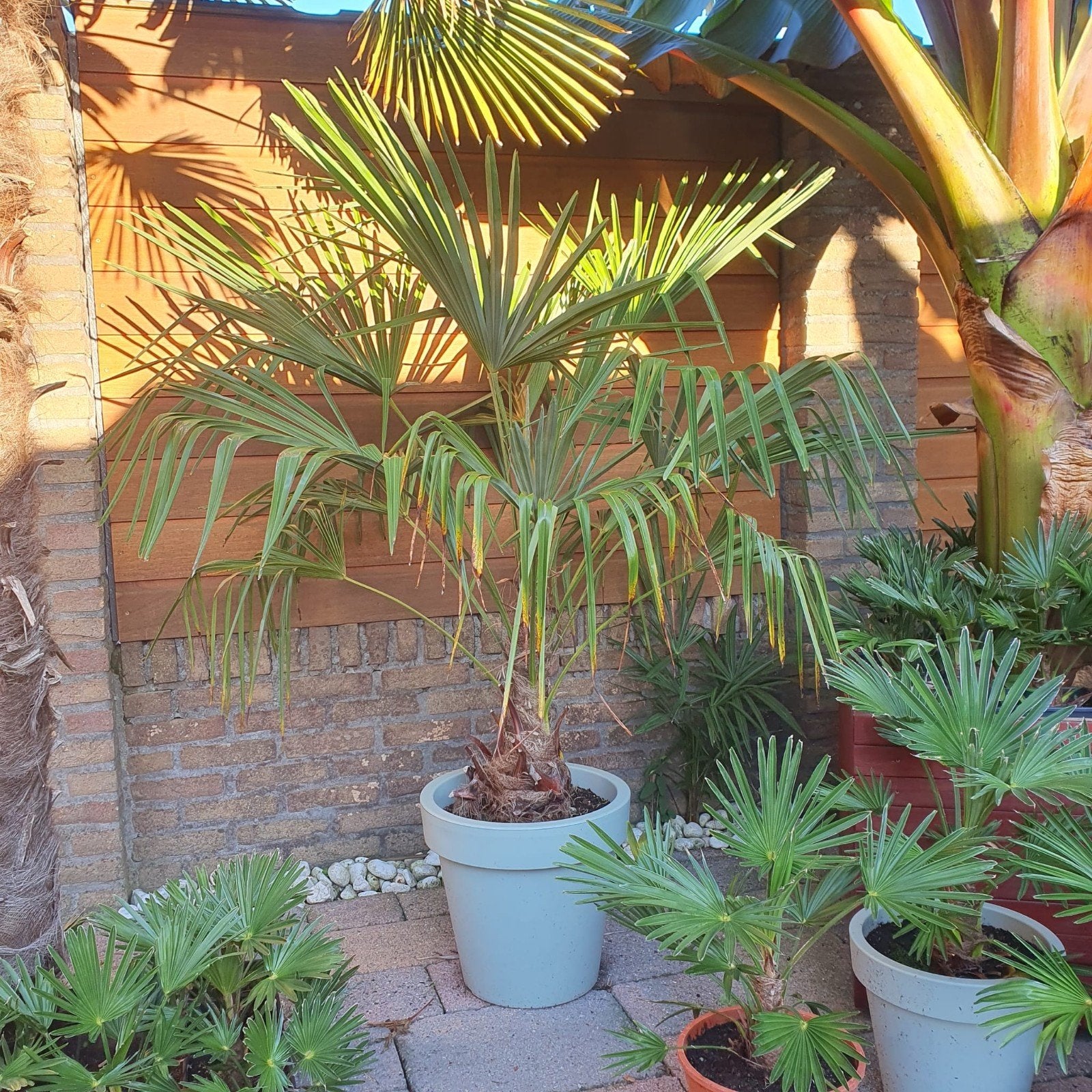 Trachycarpus Fortunei Palmboom, Tuin en Terras, Ophalen, Bloeit niet, Overige soorten, Volle zon
