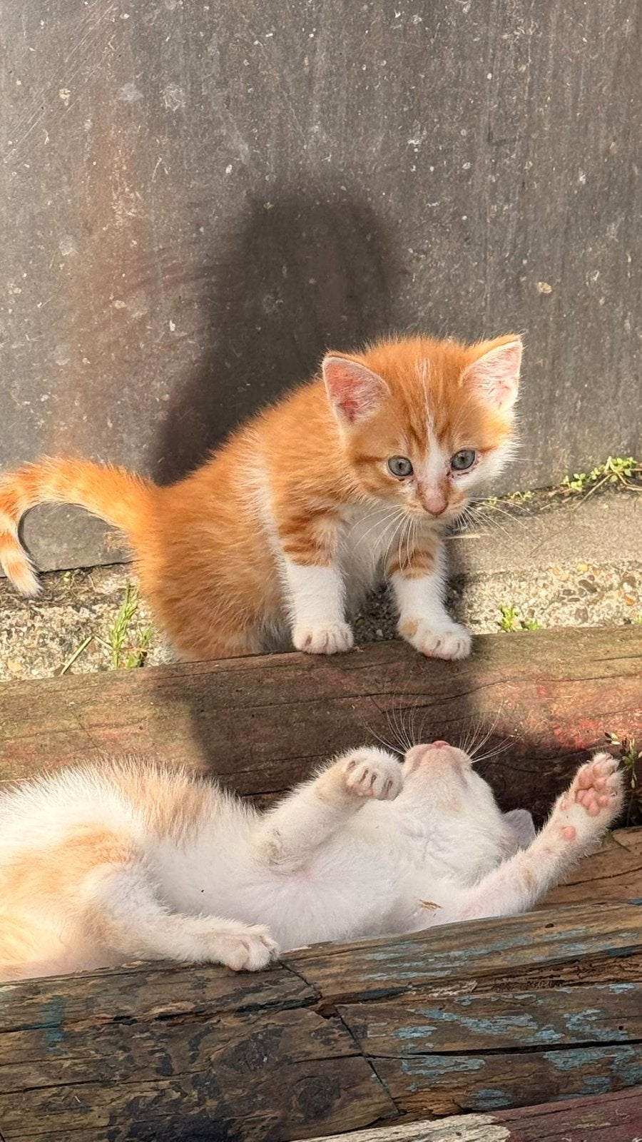 Boerderij kittens, Dieren en Toebehoren, Meerdere dieren, Kortharig, 0 tot 2 jaar