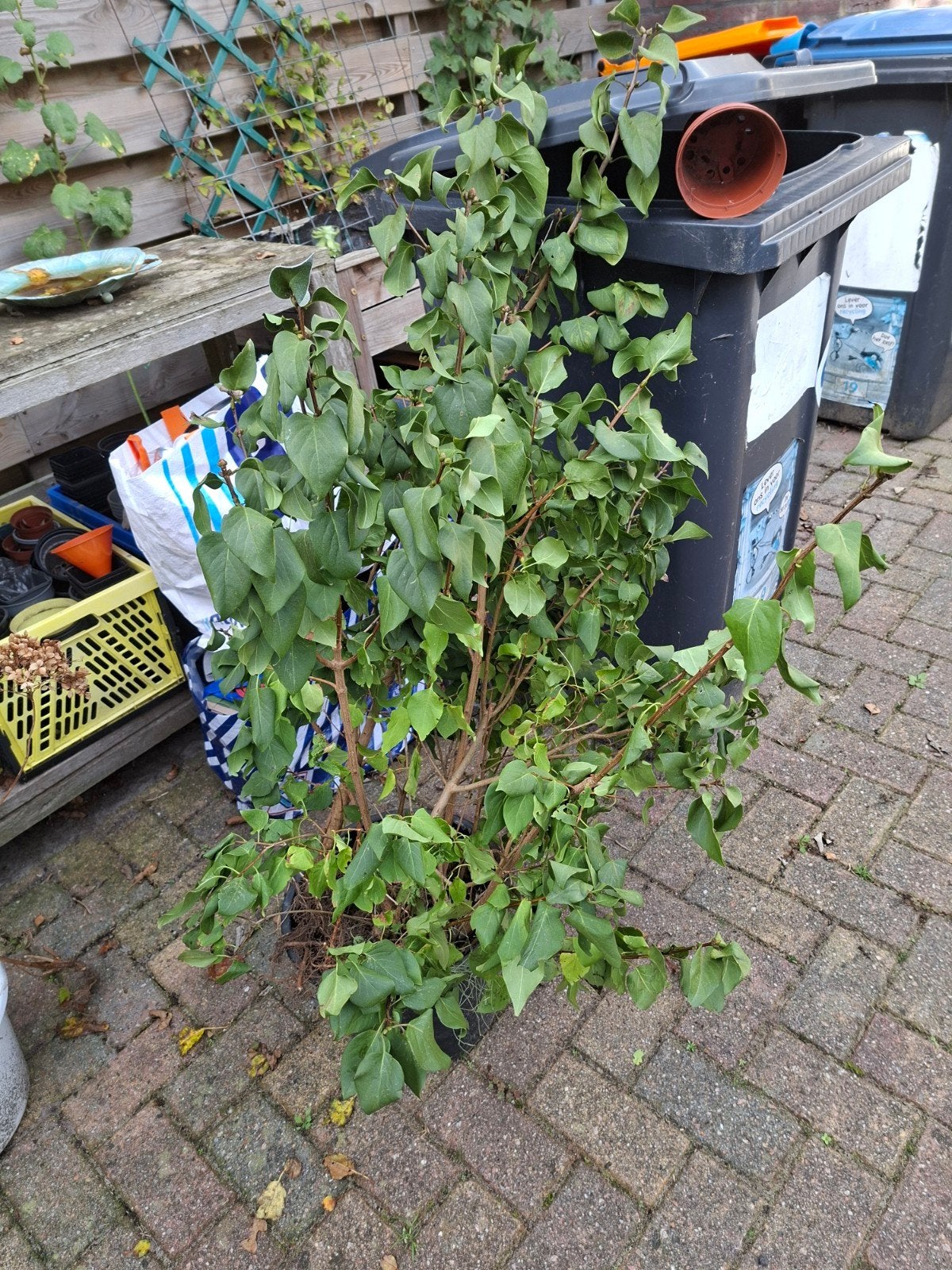 Grote Sering Struik - Prachtige bloeier voor uw tuin, Tuin en Terras, Ophalen of Verzenden, Overige soorten, Struik, 100 tot 250 cm