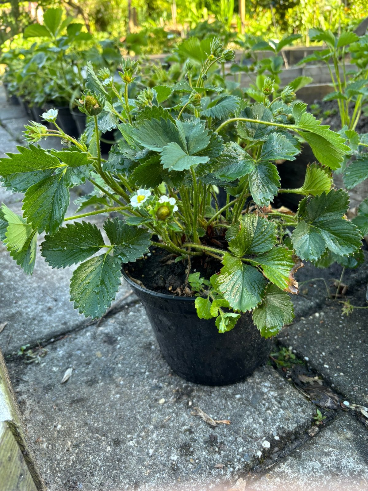 Grote aardbei planten in pot, Ophalen, Overige soorten, Volle zon
