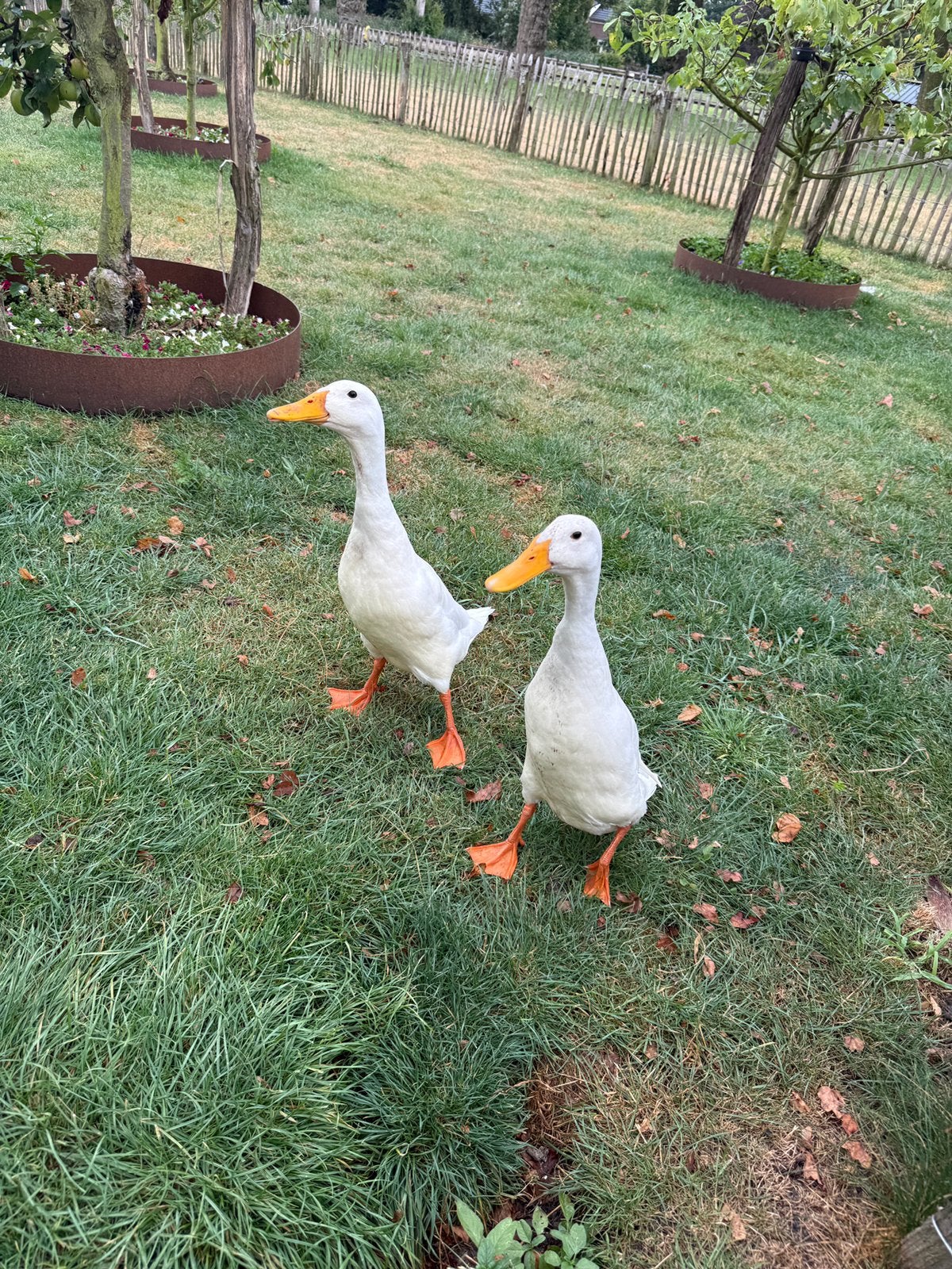 Loopeenden wit, Dieren en Toebehoren, Pluimvee, Meerdere dieren, Eend