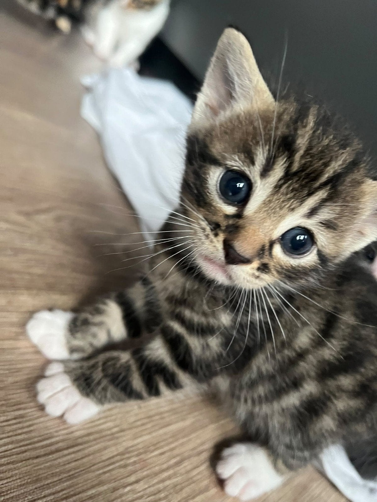 bengalen  kittens mix, Meerdere dieren, 0 tot 2 jaar
