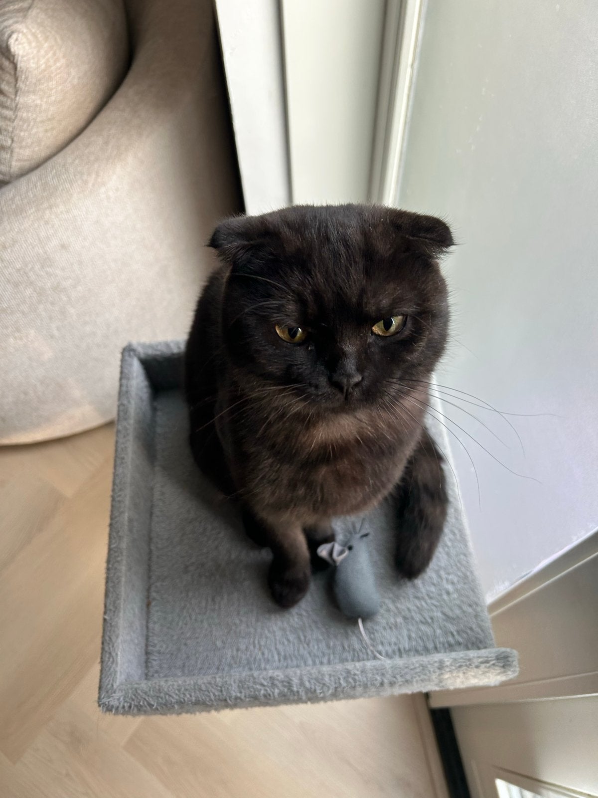 Scottish fold 1 jaar oud, Kater