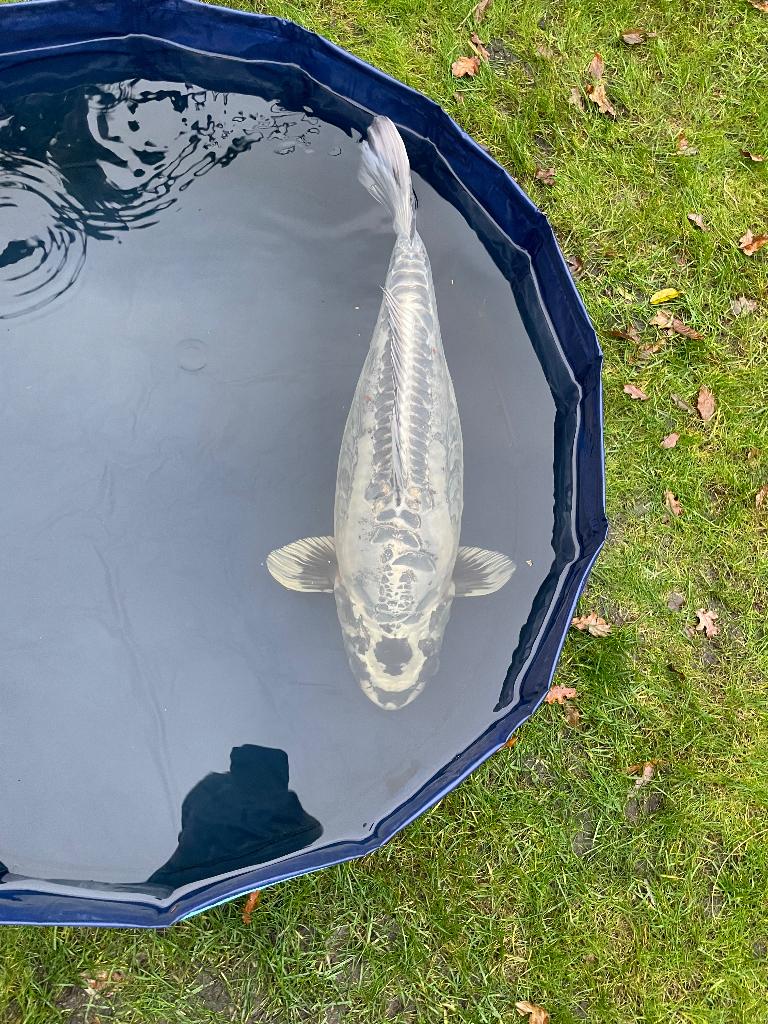 Kikokuryu Japanse koi, Karper of Koi