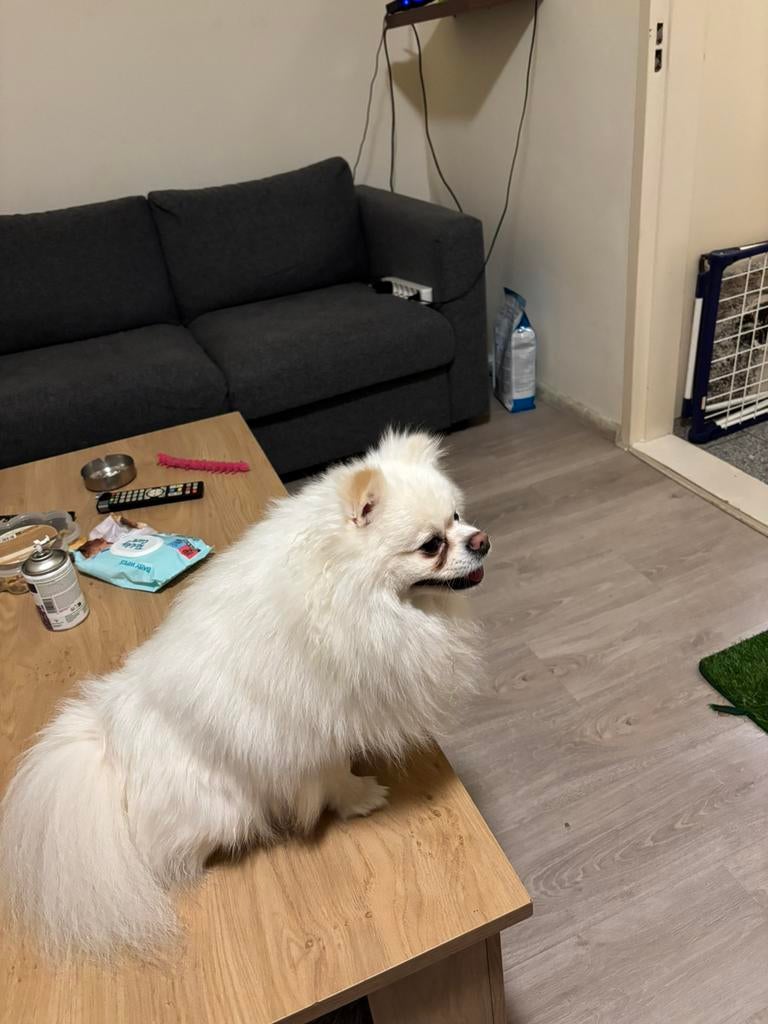 Pomeriaan dekreu ( dwergkees) met dek garantie, Dieren en Toebehoren, Particulier, Reu, Buitenland, Parvo
