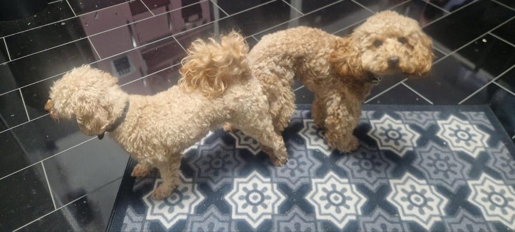 Toypoedel dekreu, Dieren en Toebehoren, Honden | Dekreuen, Reu, Particulier, Eén hond, België, 3 tot 5 jaar, CDV (hondenziekte)