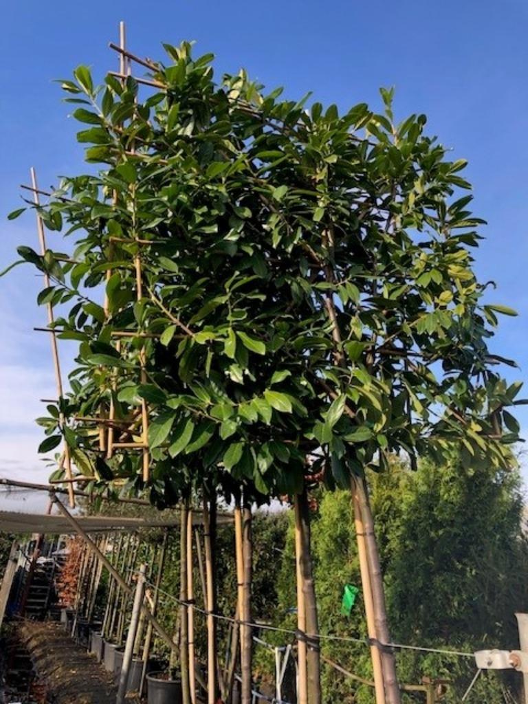 LAURIER LEIBOOM, PRUNUS NOVITA, zeer mooi!! div MATEN !!!!, Leiboom, Halfschaduw, Lente, 250 tot 400 cm