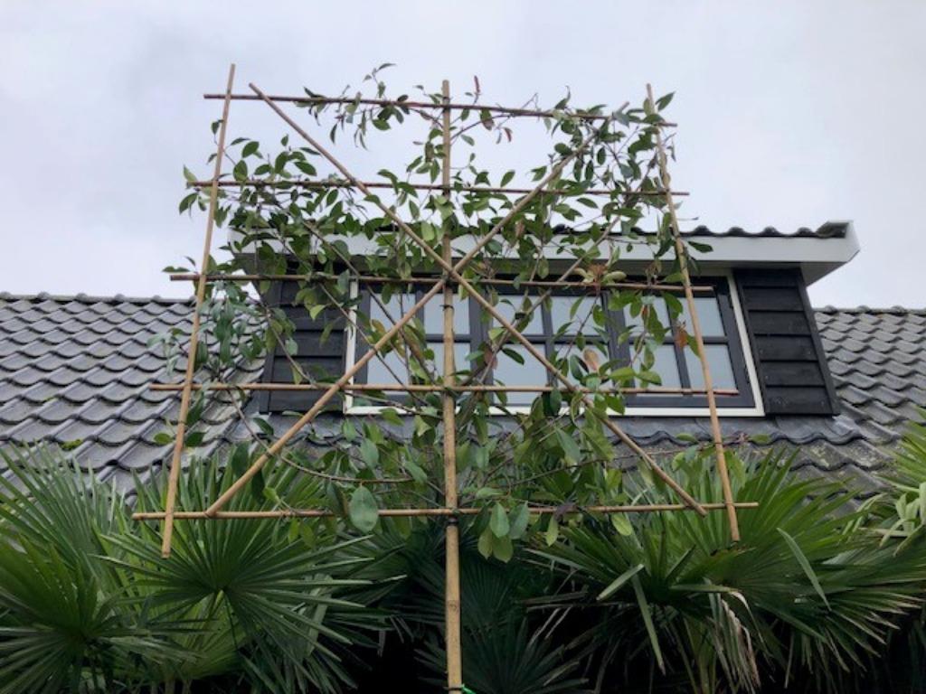 Glansmispel Leiboom, stamhoogte 2 meter rek 150 x 150 cm, Tuin en Terras, Planten | Bomen, Ophalen, Leiboom, Halfschaduw, 250 tot 400 cm
