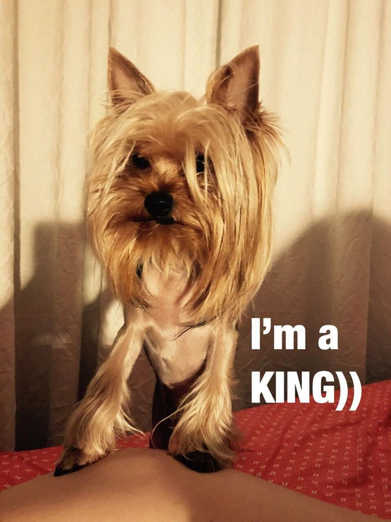 Dekreu Yorkshire Terrier, 6 jaar of ouder, Parvo, Reu, Meerdere
