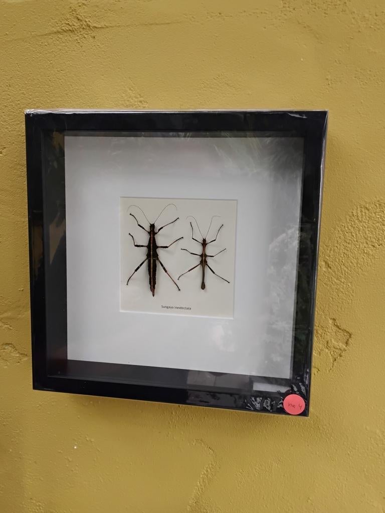 Insecten in lijst (nr.4), Ophalen of Verzenden, Insect, Opgezet dier