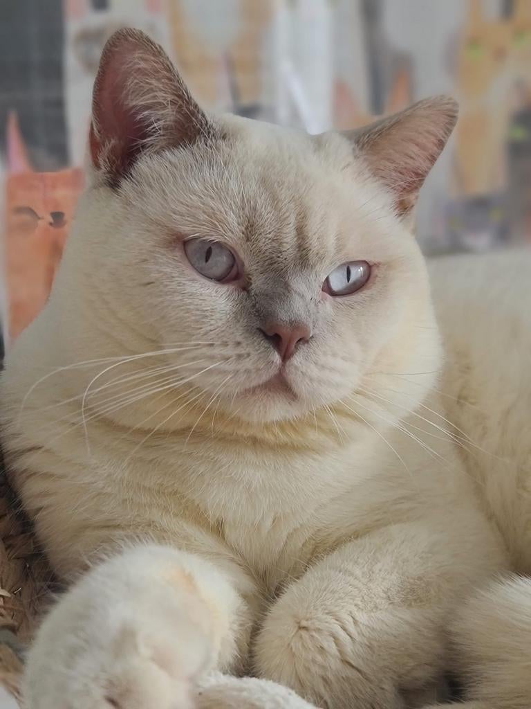 Kampioen Brits korthaar A dekkater fawn point met STAMBOOM, 0 tot 2 jaar