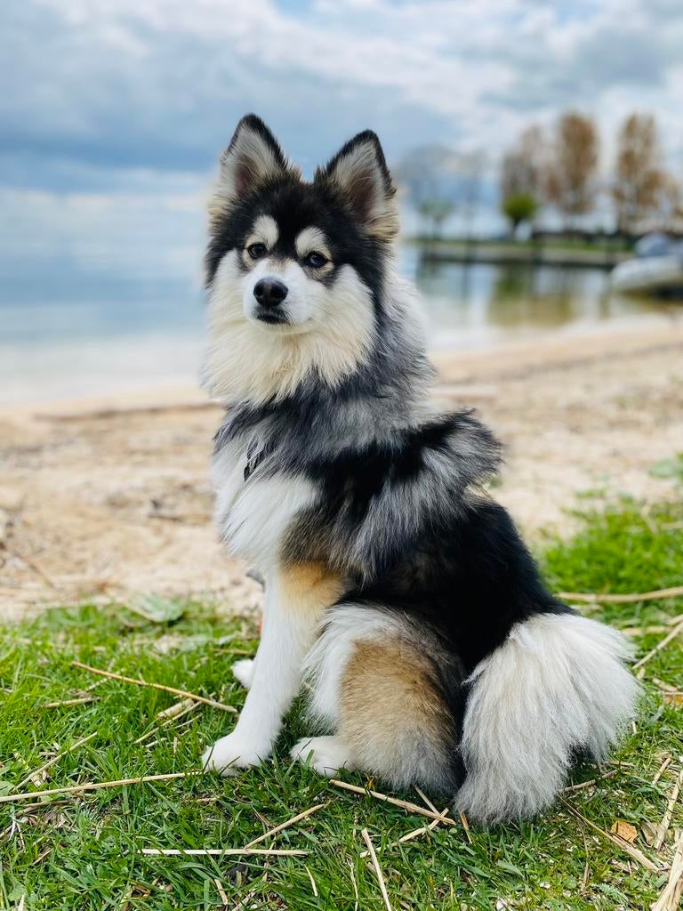 F1 Pomsky dekreu, Dieren en Toebehoren, Parvo, Eén hond, 3 tot 5 jaar, Nederland