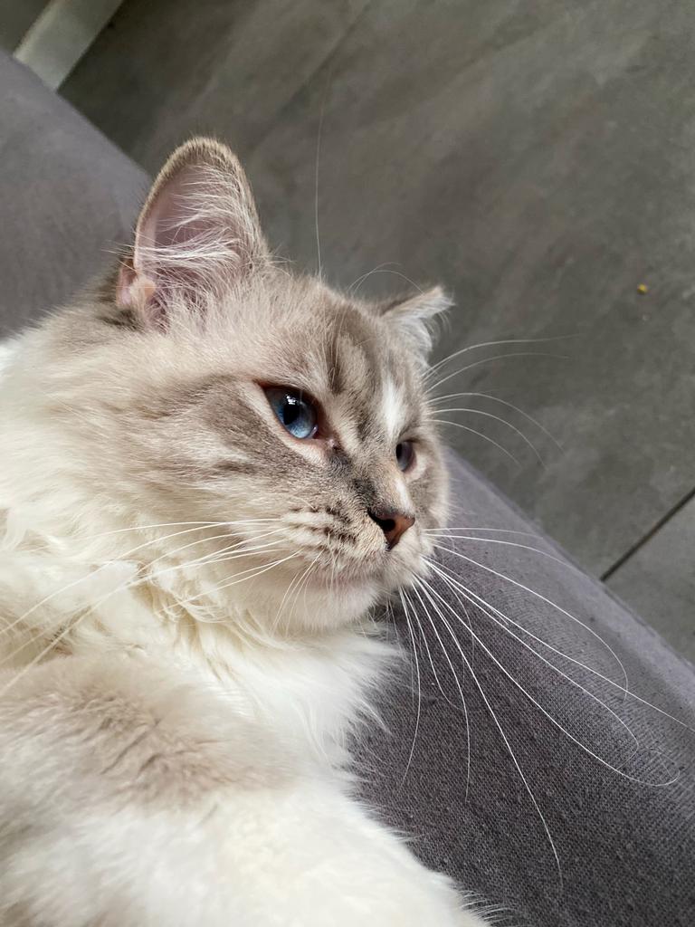 Blue tabby point mitted Ragdoll dekkater met stamboom!, 0 tot 2 jaar