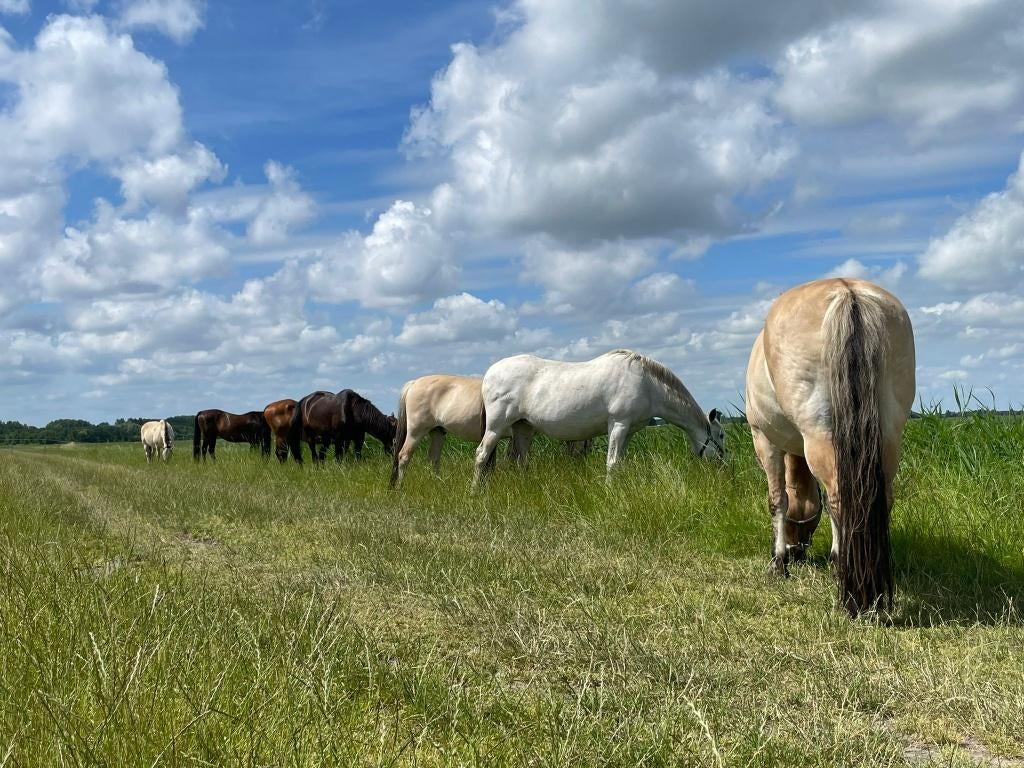 Kleinschalig paddock paradise, plek voor 1 paard of pony, Dieren en Toebehoren, Stalling en Weidegang, Weidegang, 2 of 3 paarden of pony's