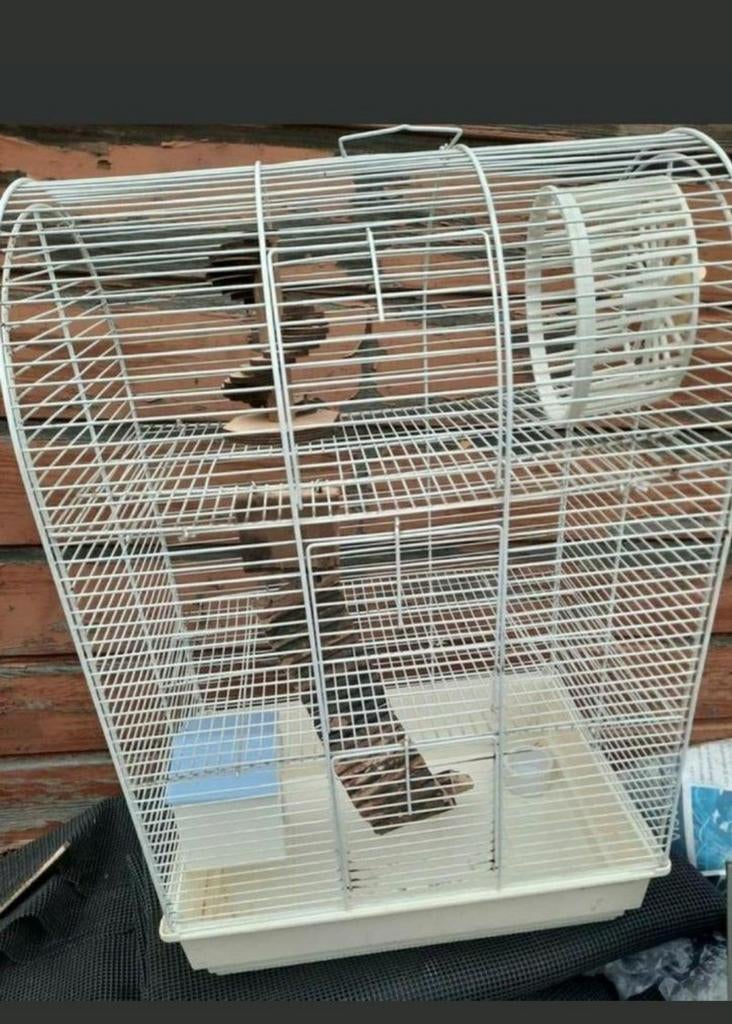 TK leuke hamsterkooi, Ophalen