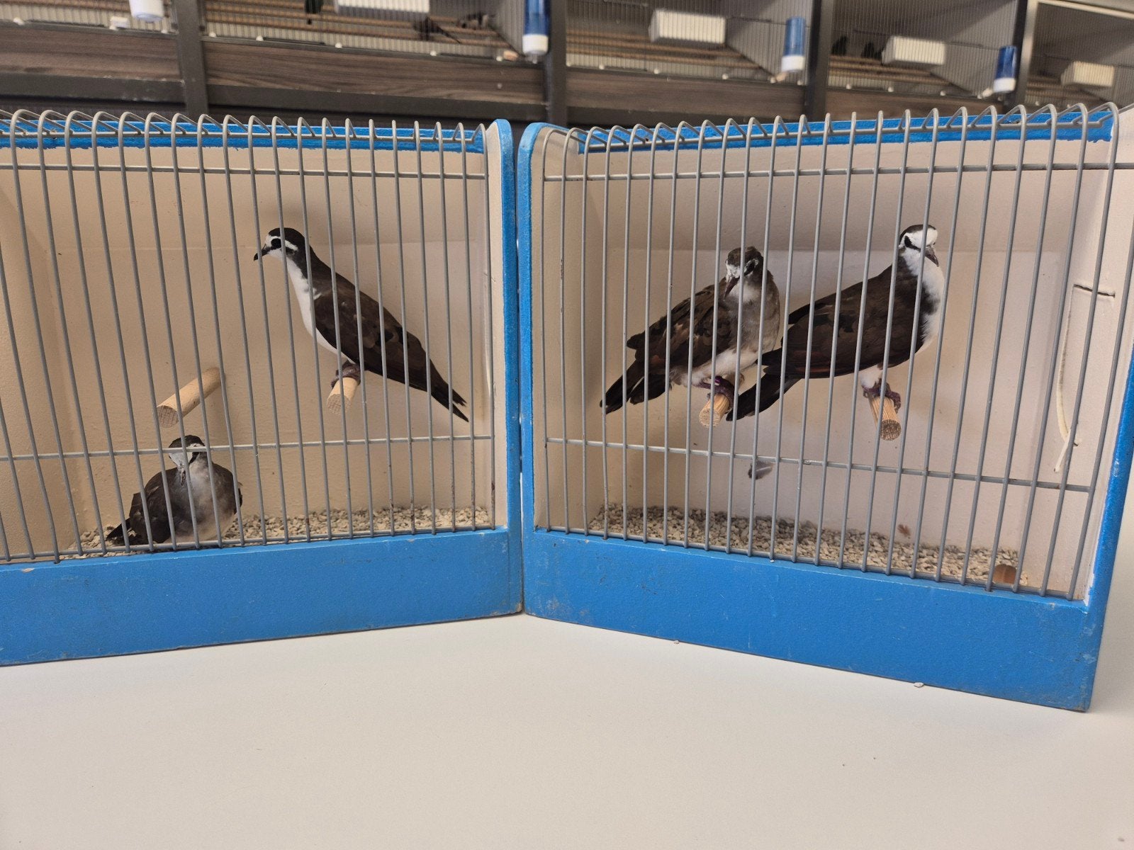 Koppels Tamboerijn duiven, Dieren en Toebehoren, Vogels | Overige Vogels, Meerdere dieren
