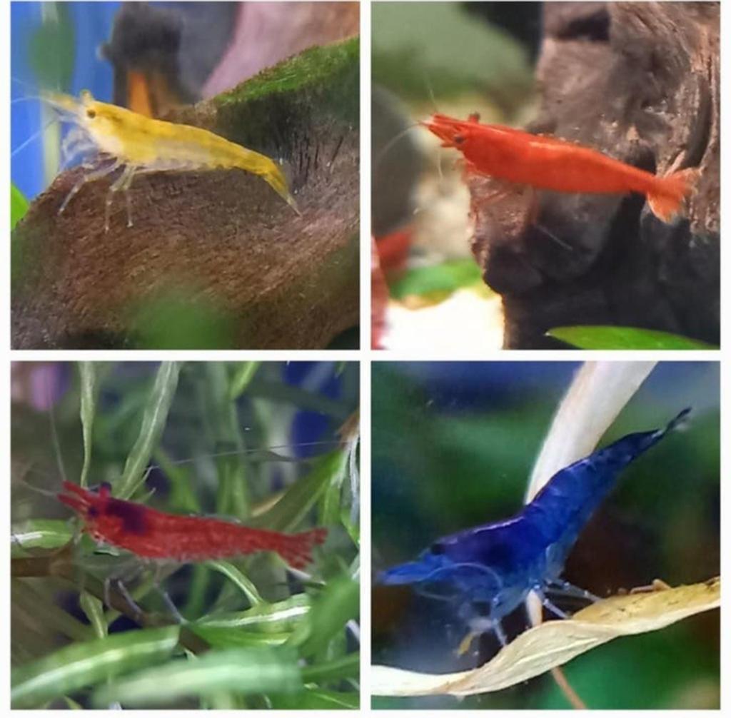 Aquarium garnalen Neocaridina davidi mix per 10 stuks, Kreeft, Krab of Garnaal