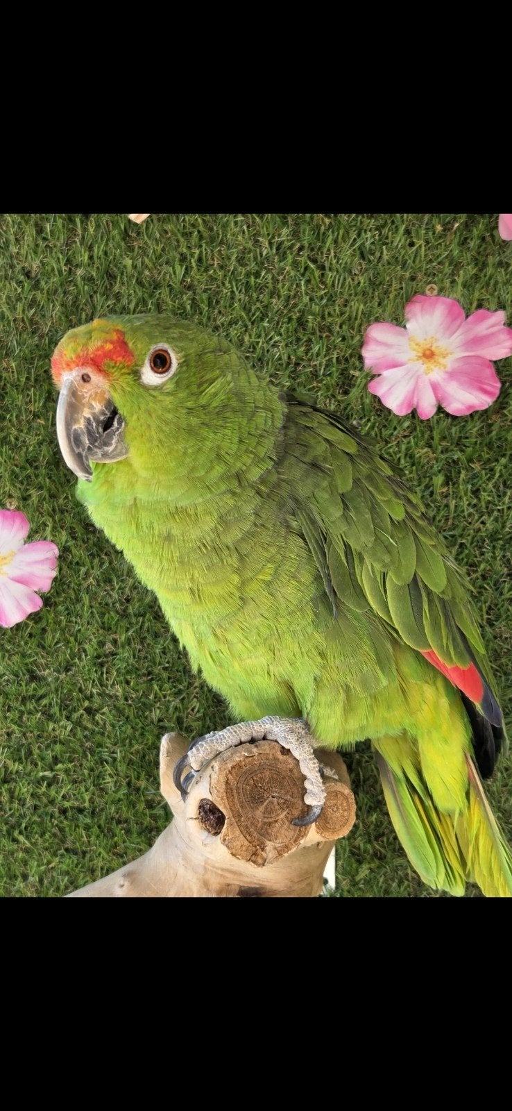Amazone papegaaien, Dieren en Toebehoren, Vogels | Parkieten en Papegaaien, Mannelijk, Papegaai