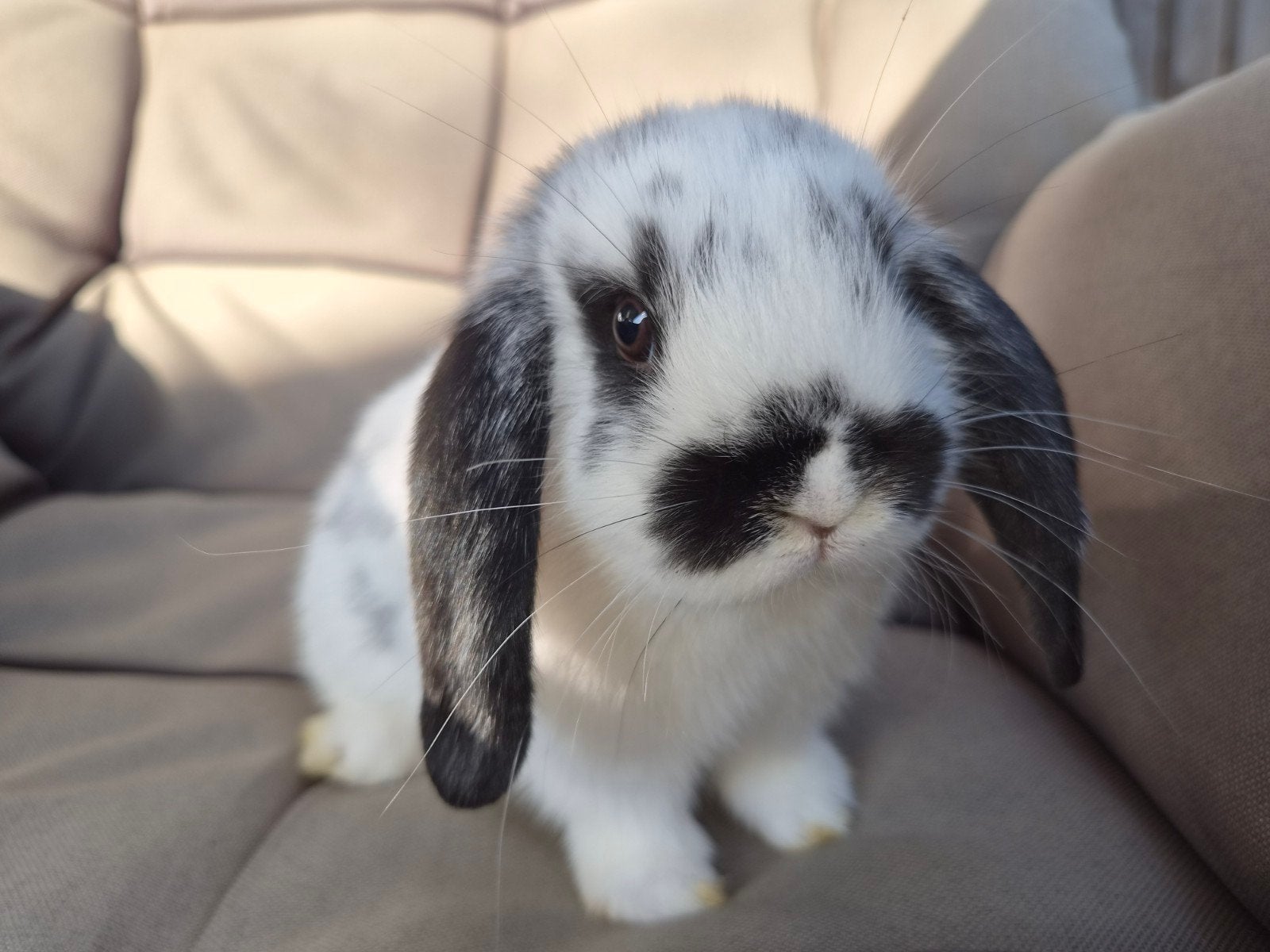 Hangoor dwergkonijntjes te koop, Dieren en Toebehoren, Knaagdieren, Juni, Meerdere dieren, Tam