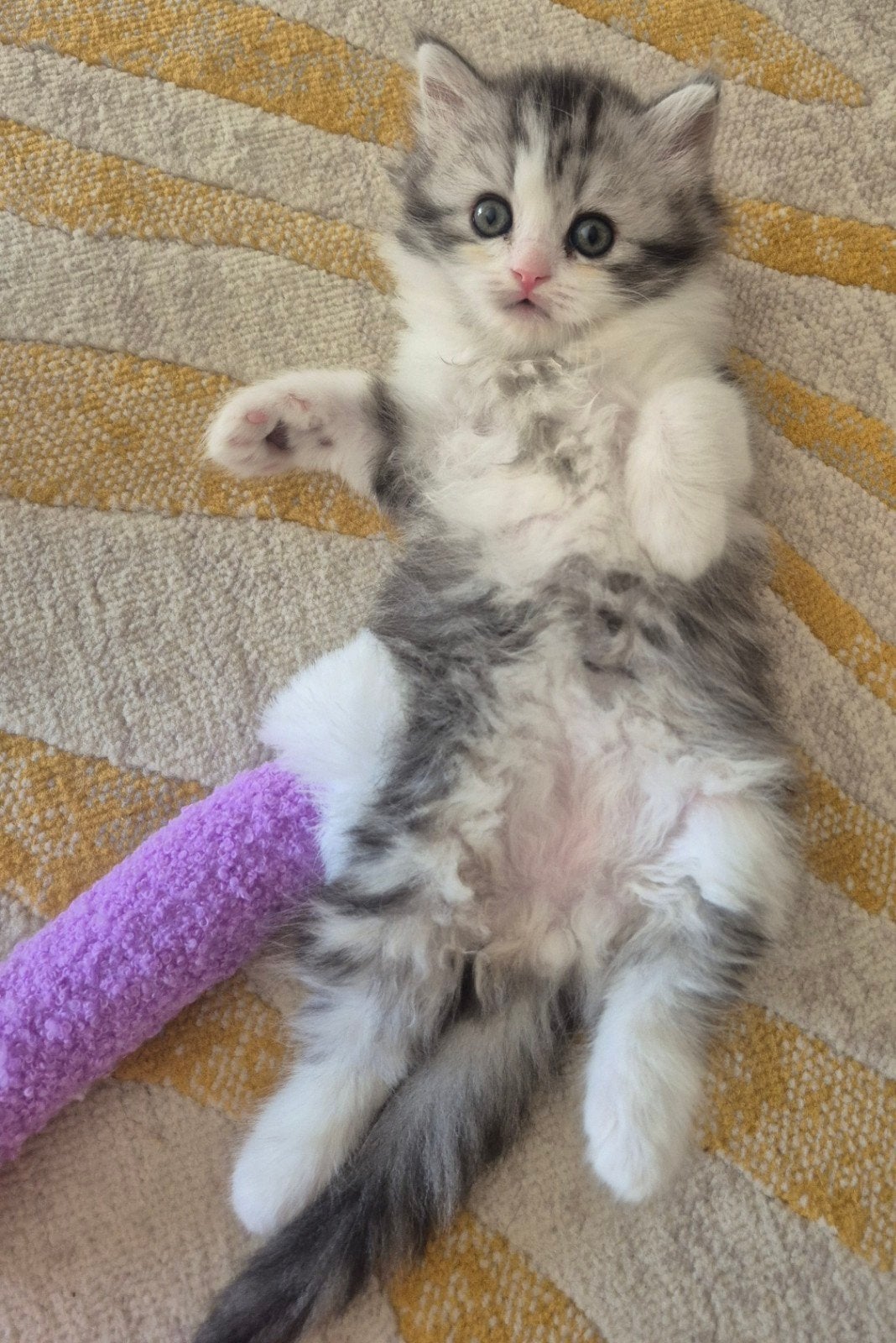 Lieve britse langhaar katertjes♡, Meerdere dieren, Gechipt