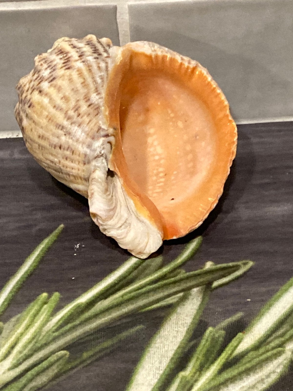 Grote schelp 9cm (300125c), Ophalen of Verzenden