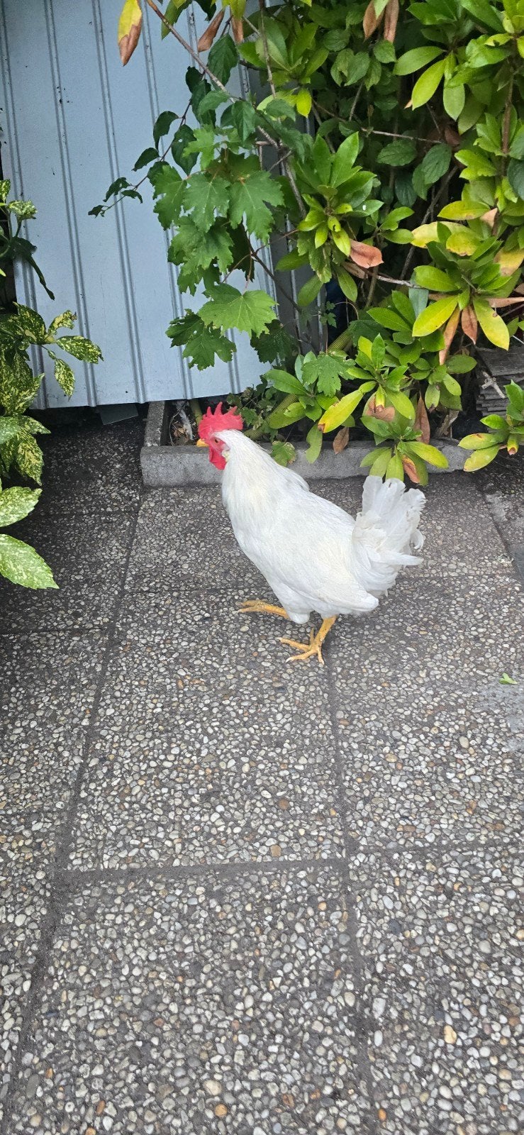 Witte leghorn haan, Dieren en Toebehoren, Mannelijk, Kip