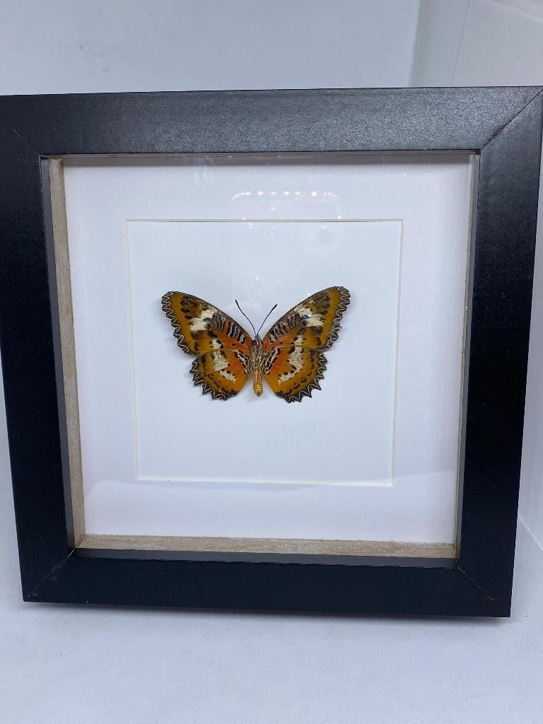 vlinder Hypsea, Ophalen of Verzenden, Nieuw, Insect, Opgezet dier