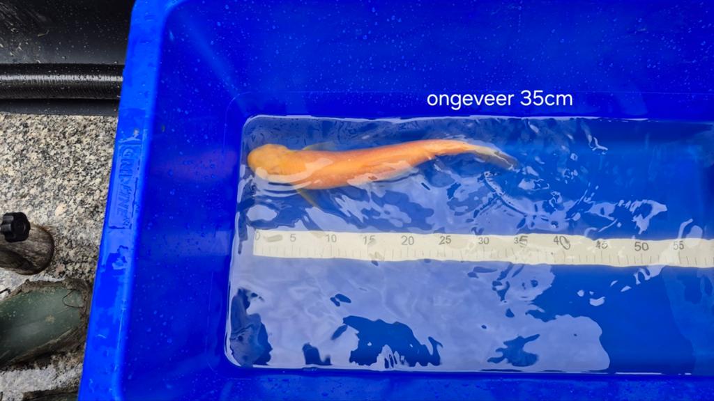 Albino Graskarper, Dieren en Toebehoren, Vissen | Vijvervissen, Karper of Koi