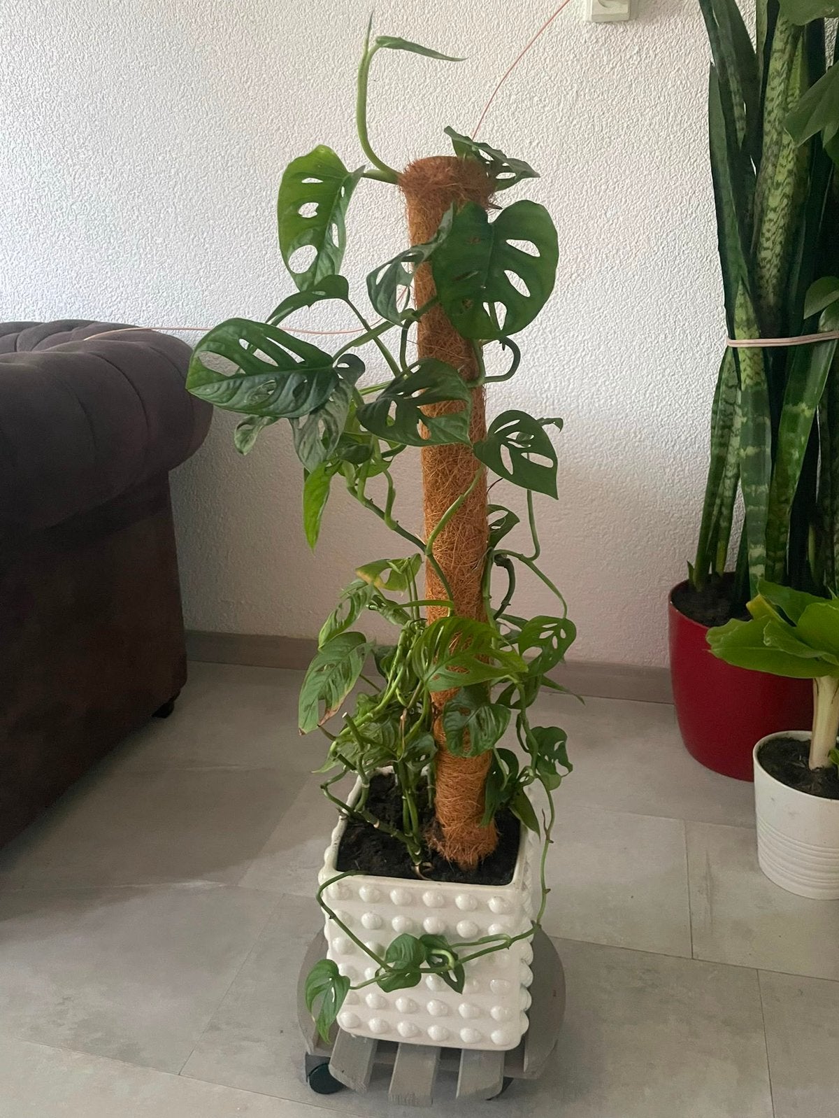 Kamerplant, Ophalen, Halfschaduw, In pot, Minder dan 100 cm