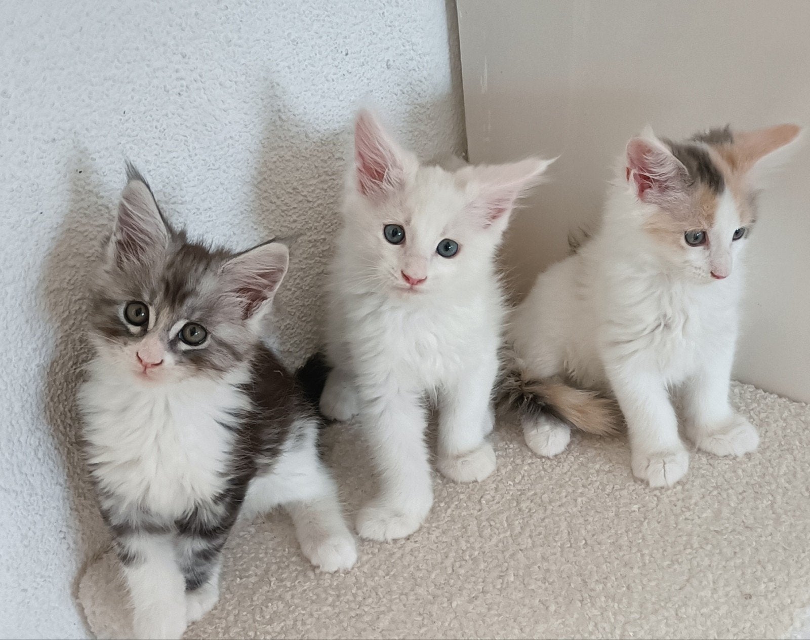 Raszuivere Maine Coon kittens, Dieren en Toebehoren, Katten en Kittens | Raskatten | Langhaar, Meerdere dieren, Gechipt, 0 tot 2 jaar