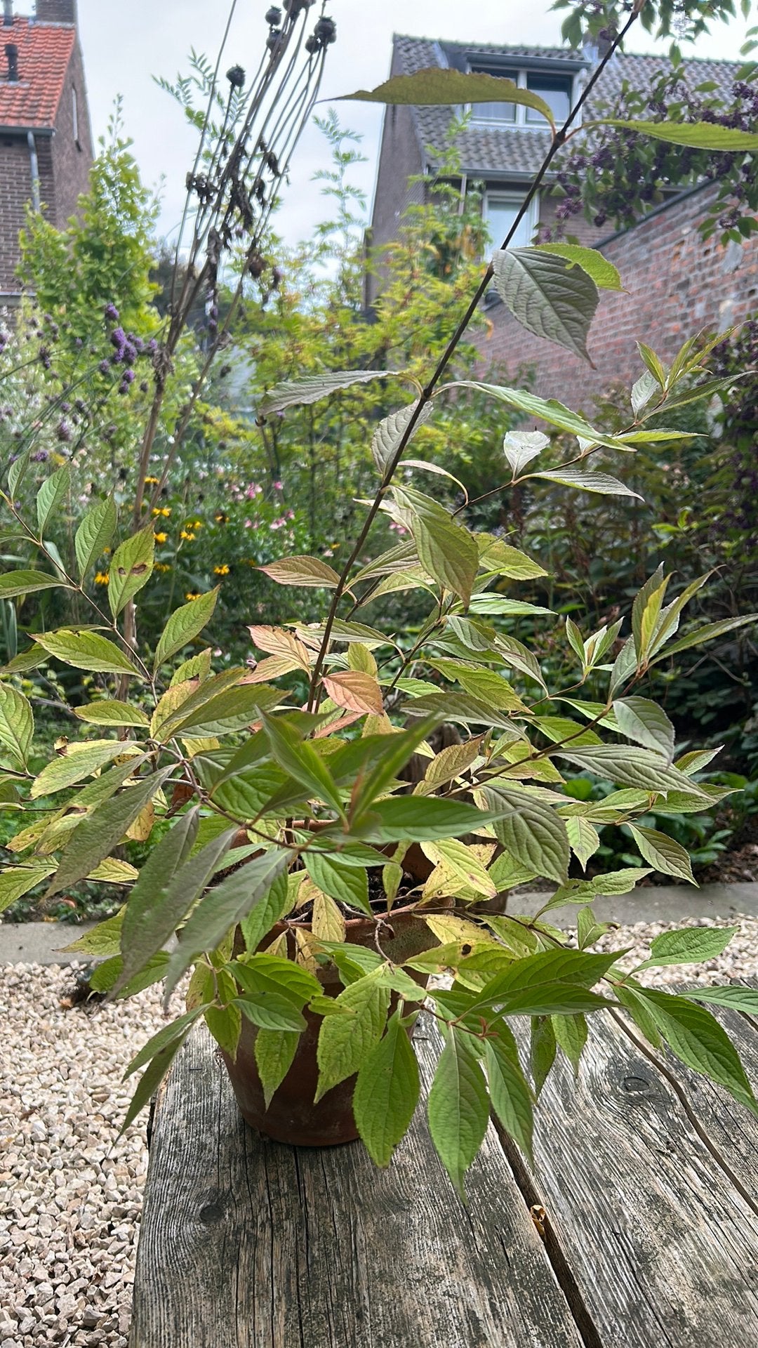Weigela (Weigelia), Ophalen, Overige soorten, Volle zon