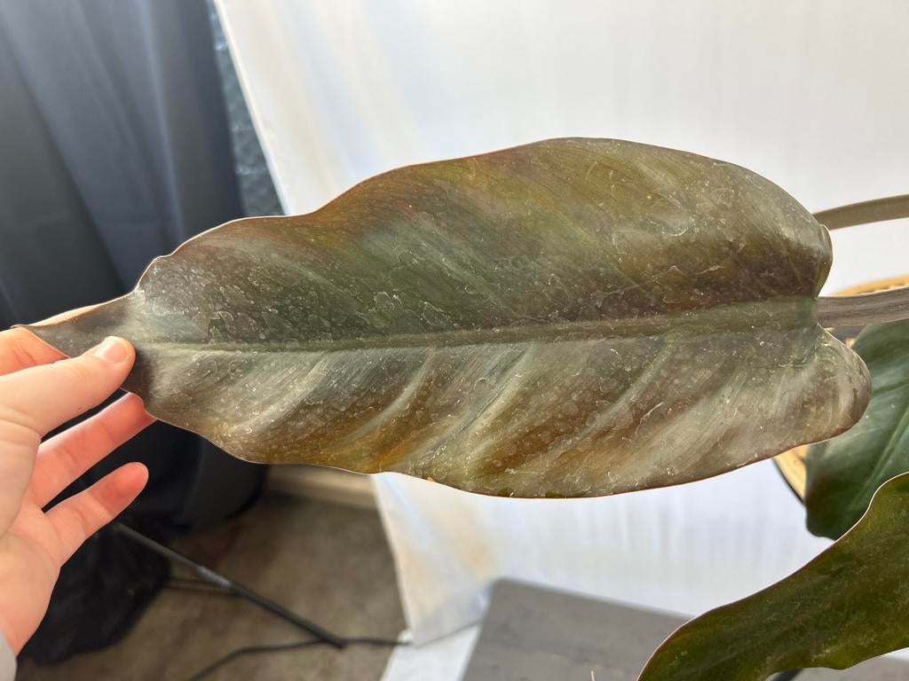 Philodendron Imperial Red - 12 cm pot, 40 cm hoog, Huis en Inrichting, Kamerplanten, Ophalen of Verzenden