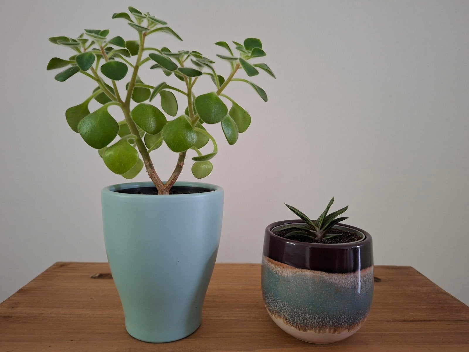 Tree of love plant en Gasteria incl. bloempotjes., Ophalen, Halfschaduw, Minder dan 100 cm