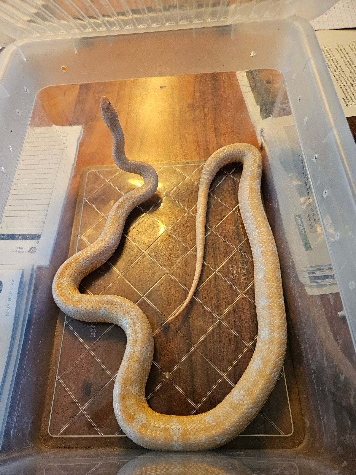 Rattenslang inclusief terrarium en toebehoren, Slang, 0 tot 2 jaar