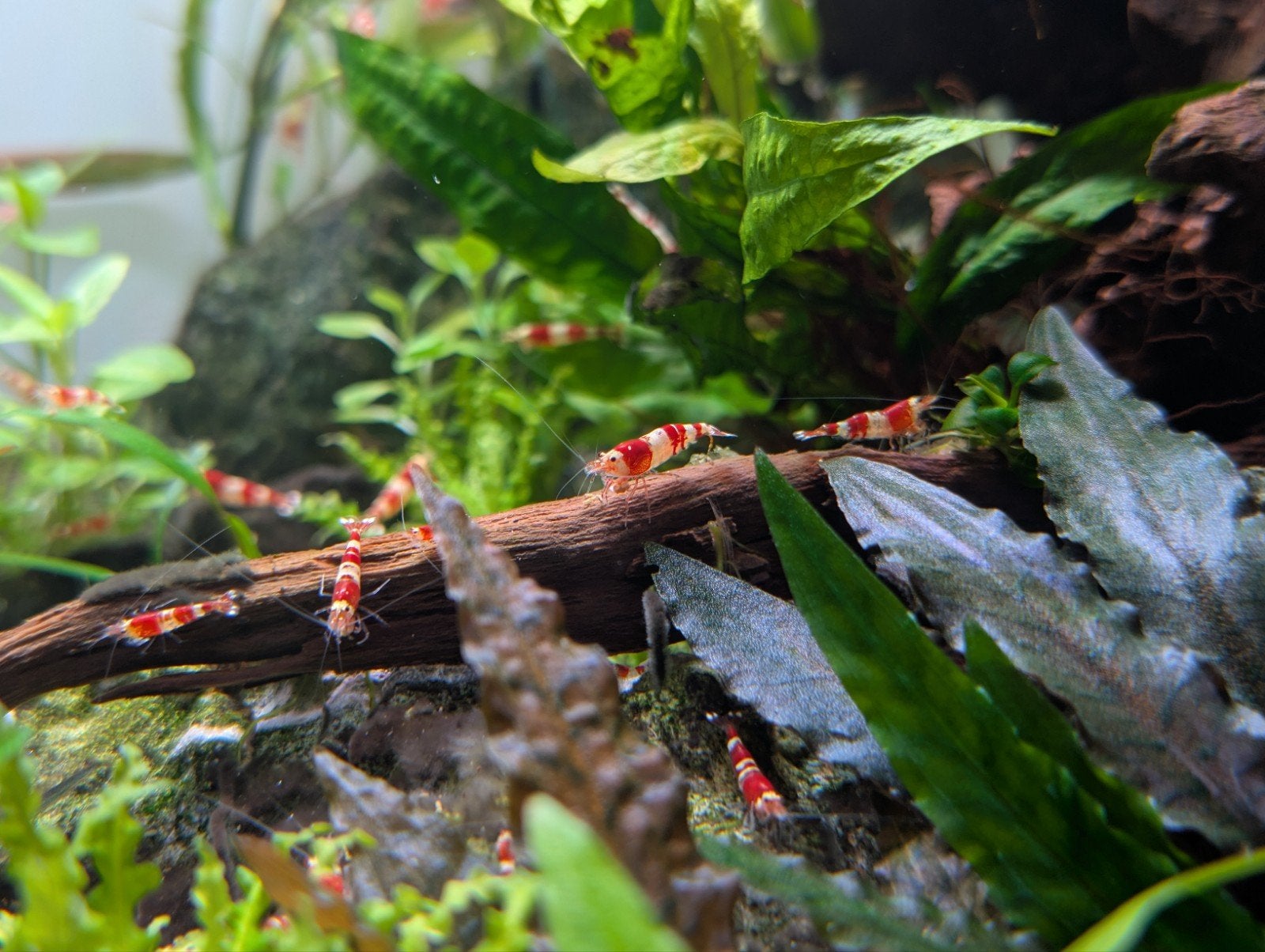 Crystal Red Garnalen, Dieren en Toebehoren, Kreeft, Krab of Garnaal