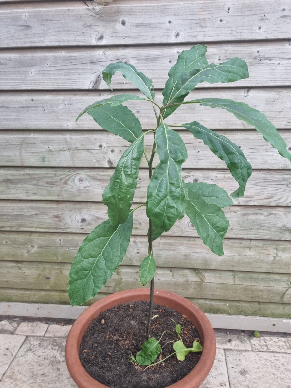 Avocadoplant – 80 cm hoog – pot Ø40 cm – zsm ophalen, Ophalen, Volle zon, Vaste plant, Bloeit niet