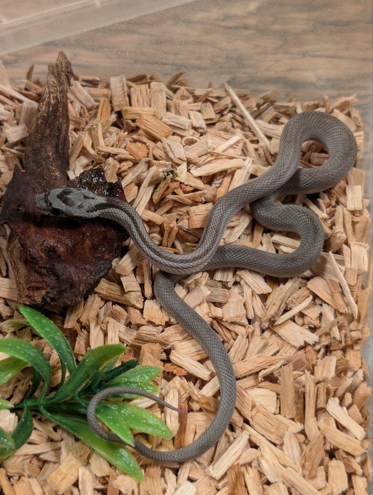 Super mooie korenslangen (genen bommetjes) Corn Snake photo 2