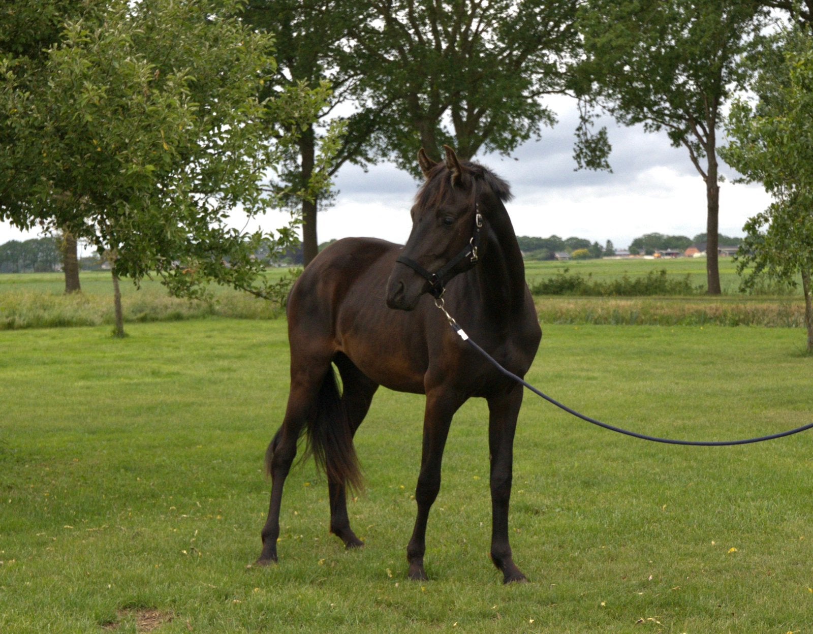 Te koop 2 jarige merrie, Dieren en Toebehoren, Paarden, Merrie