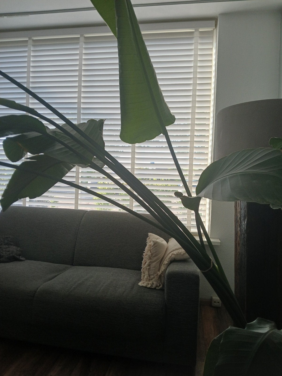 Strelitzia Nicolai, Huis en Inrichting, Ophalen, Halfschaduw, Minder dan 100 cm