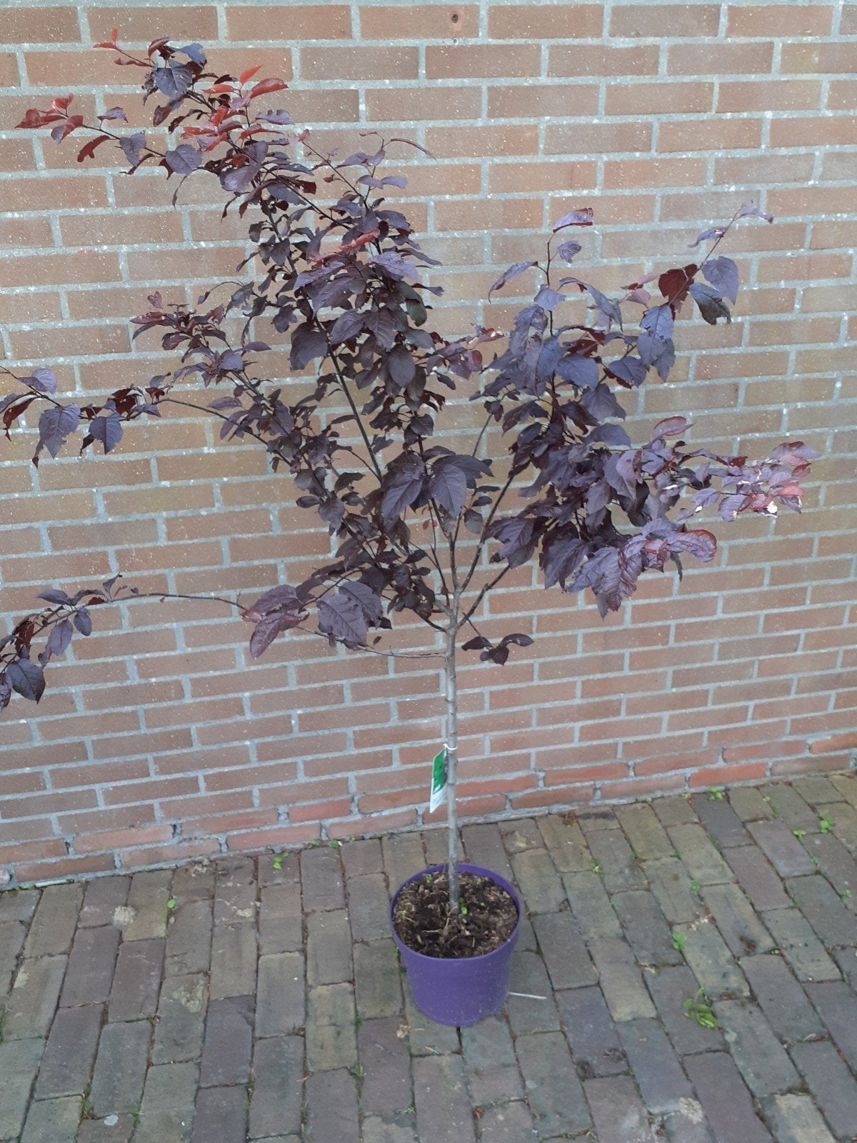 Prunus  cerasifera  nigra, Ophalen, In pot, Volle zon, Overige soorten