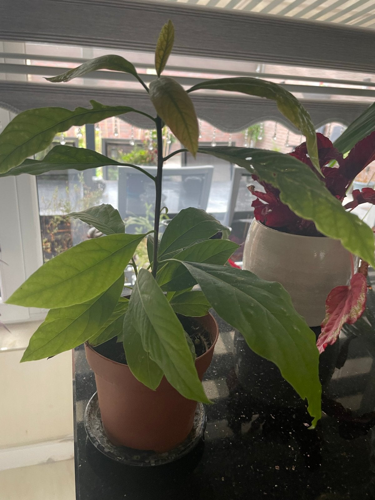 Avocado plant - Jonge plant in pot, Ophalen, Vaste plant, Bloeit niet, Halfschaduw