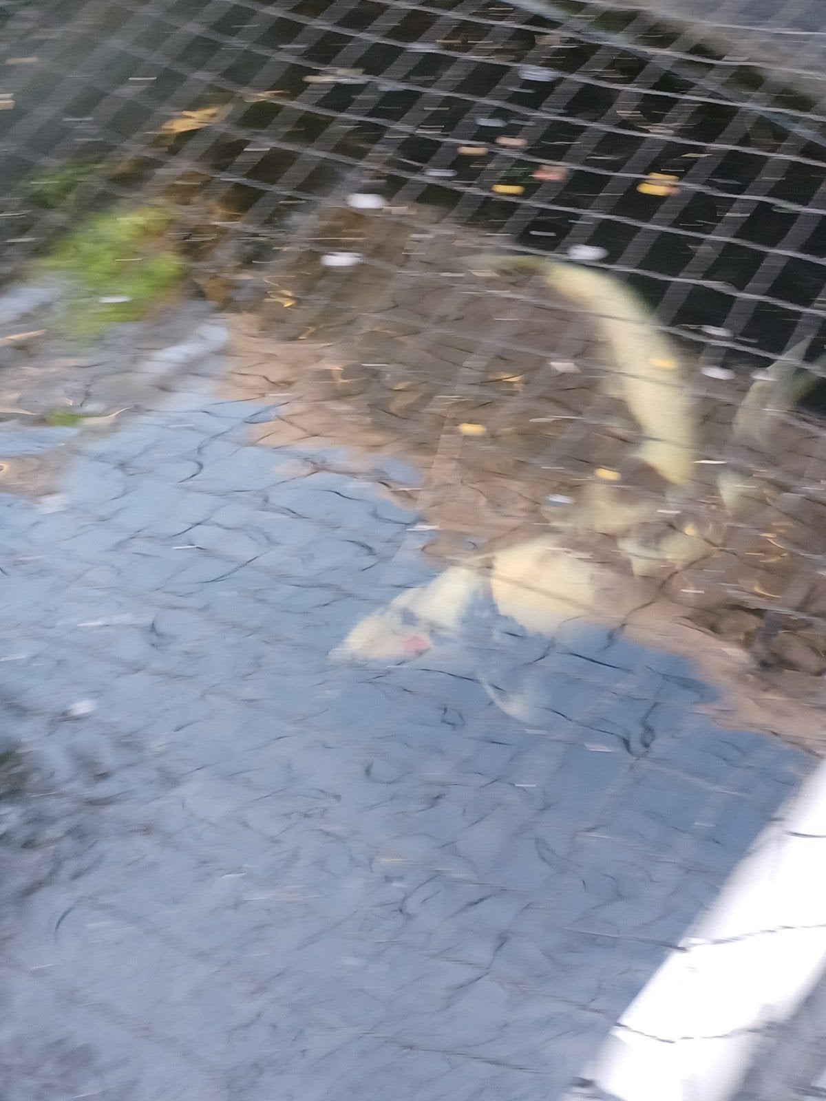 koi karpers, Karper of Koi