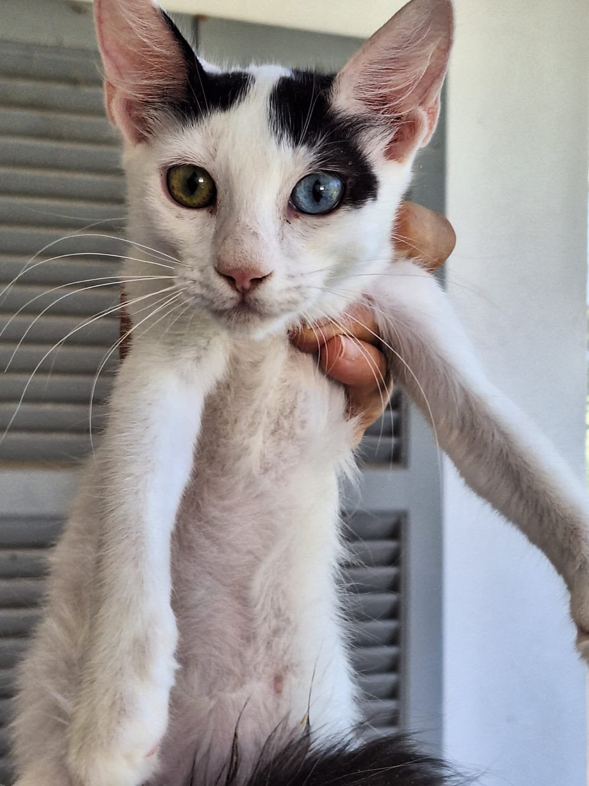 Ruby 4mnd odd eyed  (nog op Cyprus) zoekt een lief baasje, Poes