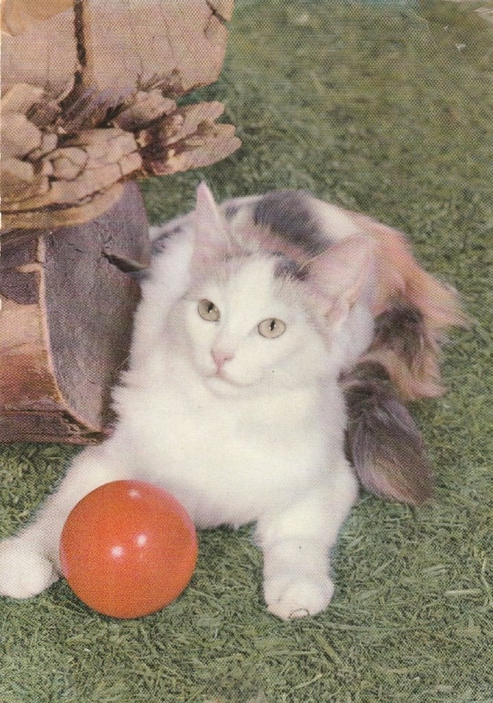Oude poezen ansichtkaart, Ophalen of Verzenden, 1960 tot 1980, Gelopen, Hond of Kat