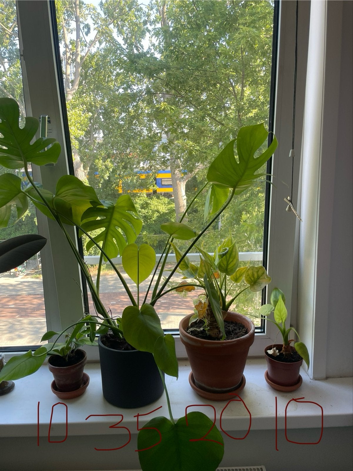 Diverse planten inclusief potten te koop - Rotterdam CS, Tuin en Terras, Ophalen, Vaste plant