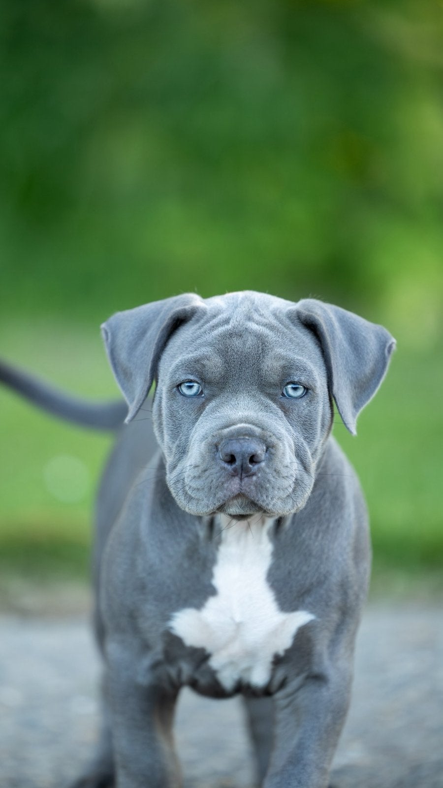 American Bully XL, Parvo, Overige rassen, 8 tot 15 weken, Meerdere